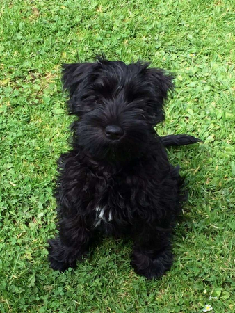 Black best sale mini schnauzer